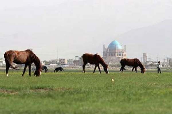 چمن-سلطانیه-در-راستای-ممانعت-از-چرای-دام؛-قرق-شد