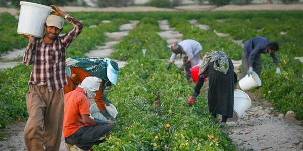 زنان-کارگر-یک-فصل-رنج-را-در-مزرعه-می‌گذرانند