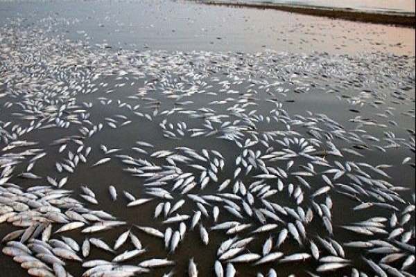 علت-مرگ-ماهی‌های-سد-گلابر-بارش‌های-اخیر-و-ورود-حجم-بالای-گل‌و‌لای-در-آب-است