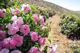 آغاز-برداشت-گل-محمدی-از-مجموعه-کشت-و-صنعت-حسینیه-اعظم-زنجان-