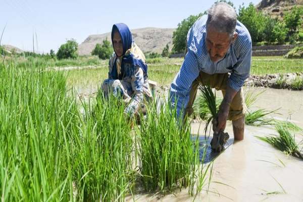 شرکت-آب-منطقهای-قراردادی-در-خصوص-واگذاری-حاشیه-رودخانه-قزلاوزن-برای-کشت-آبی-ندارد