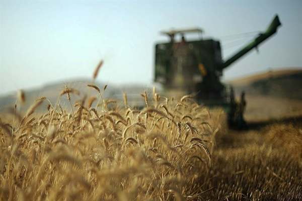 آغاز-برداشت-خوشههای-طلایی-از-مزارع-طرح-جهش-تولید-در-دیمزارهای-استان-زنجان-