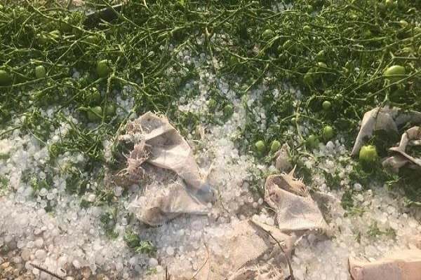 ۲۷-هزار-تن-محصول-کشاورزی-شهرستان-خدابنده-از-بارش-باران-و-تگرگ-خسارت-دید-