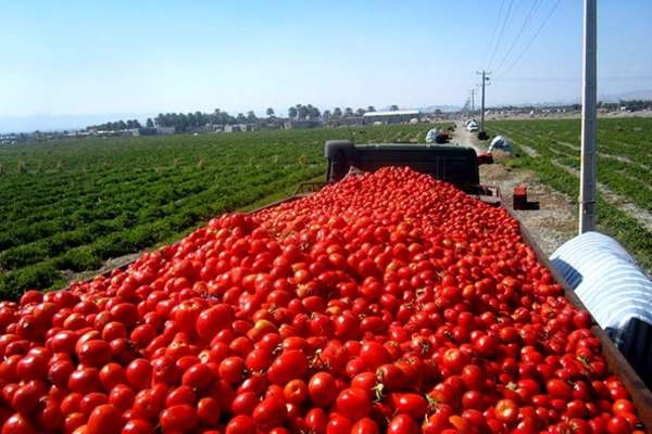 فرش-قرمز-بحران-زیر-پای-گوجه‌فرنگی-کاران-زنجان-