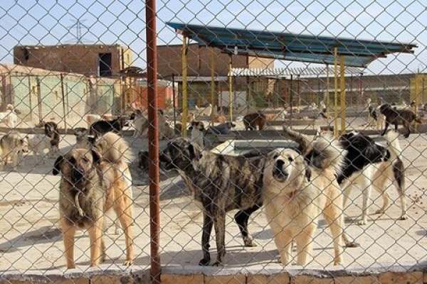 نگهداری-سگهای-بلاصاحب-۲-میلیارد-تومان-برای-شهرداری-آب-خورد