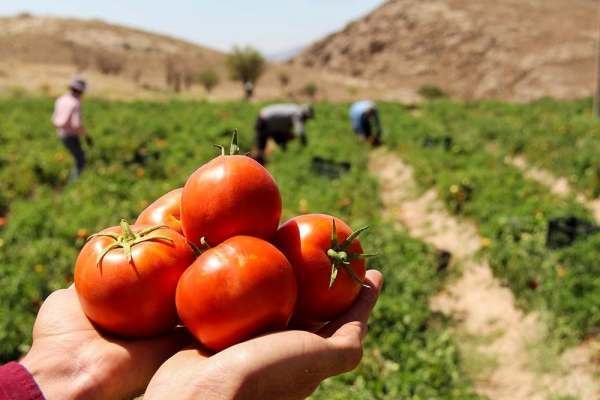 برداشت-۲۹۵-هزار-تن-گوجه‌‌فرنگی-از-مزارع-استان-زنجان-