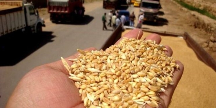 یک-سوم-بذر-گندم-مورد-کشت-استان-زنجان-گواهی-شده-است