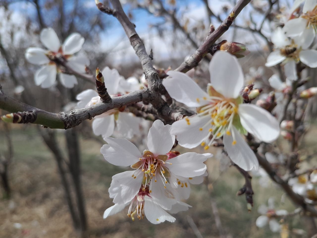 زیبایی‌های-طبیعت-زنجان-در-فصل-بهار+عکس