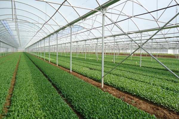 مساحت-گلخانههای-زنجان-۱۰۰-هکتار-افزایش-مییابد