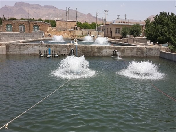 تولید-بیش-از-۱۲-هزار-تن،-ماهی-قزلآلا-در-ماهنشان