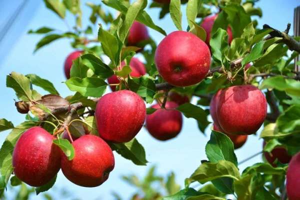 باغداران-با-خیال-راحت-سیب-تولید-کنند