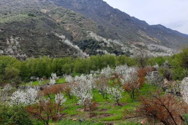 حضور-شکوفههای-بهاری-بر-ردای-سبز-طبیعت-زنجان+عکس-