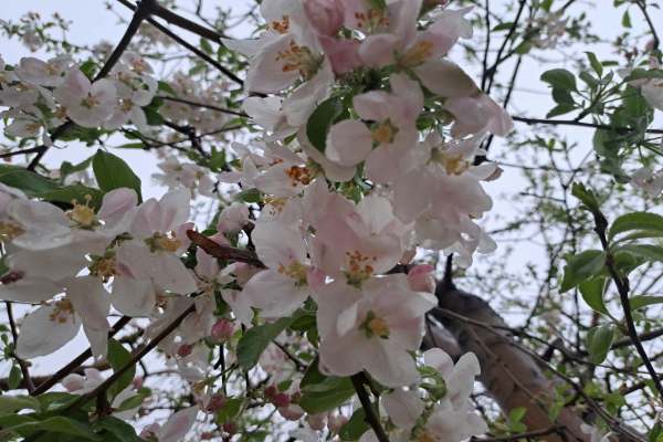 سرمازدگی-بهاره-باغات-زنجان-را-تهدید-میکند