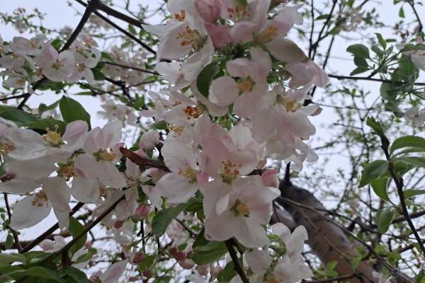 سرمازدگی-بهاره-باغات-زنجان-را-تهدید-می‌کند