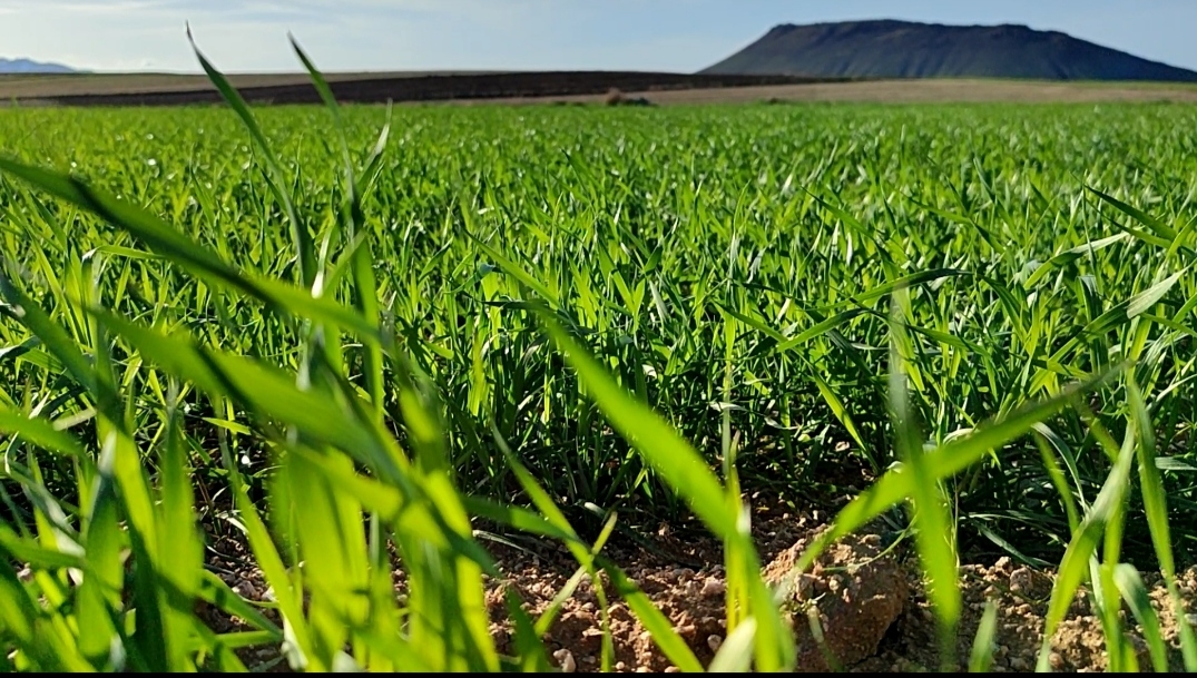 طبیعت-زیبای-گندمزارهای-ماهنشان-در-بهار