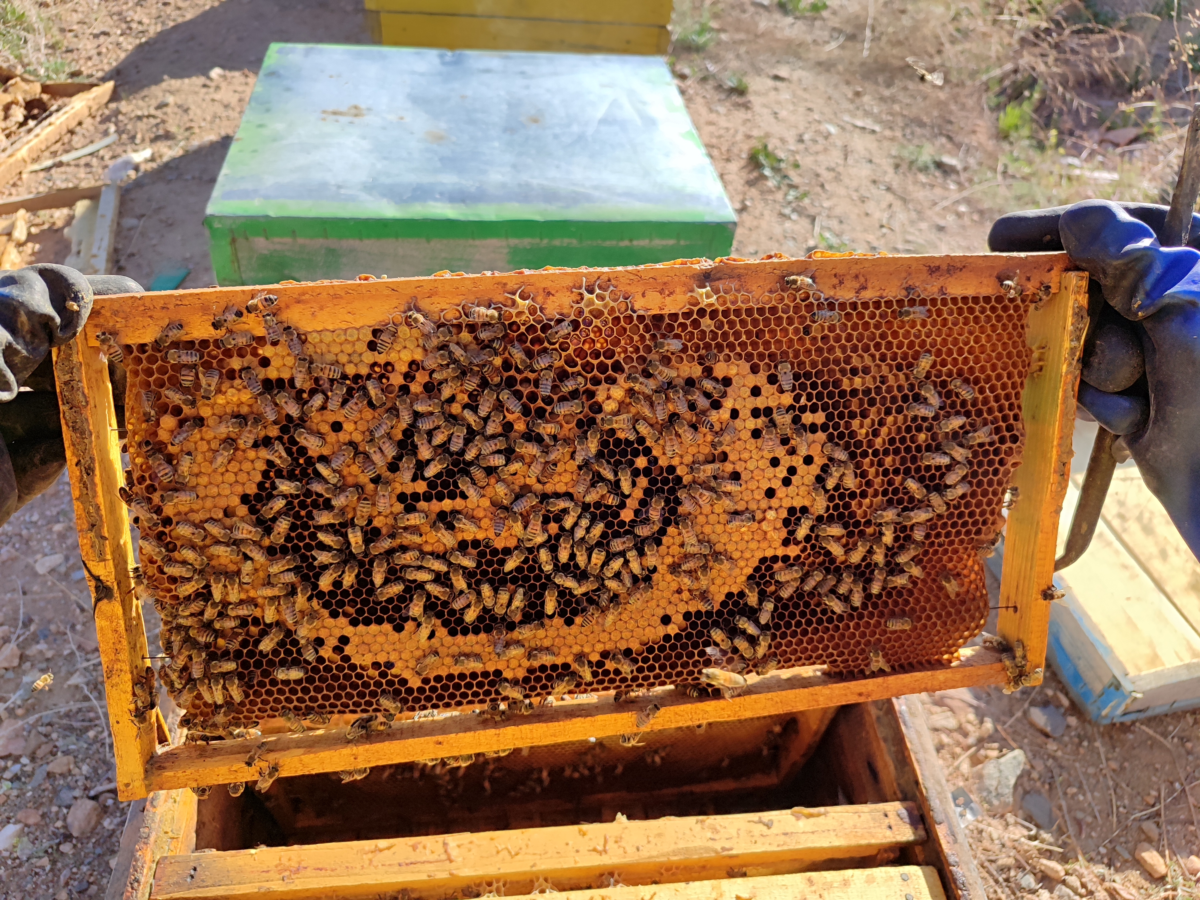زنبور‌داری،-شغلی-شیرین-با-طعم-عسل-در-ماهنشان