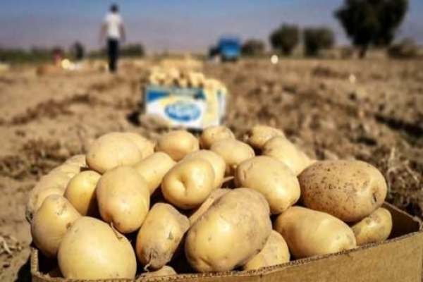 صادرات-سیبزمینی-از-خدابنده-به-کشورهای-همسایه
