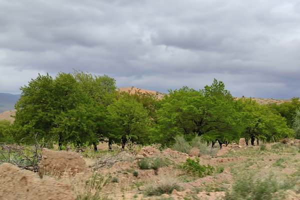 طبیعت-دلنواز-بهاری-روستای-خلج-ماهنشان