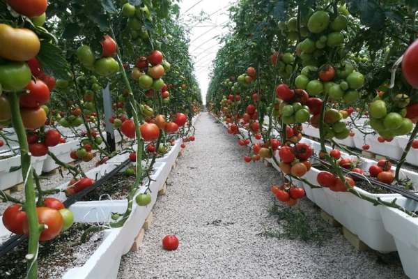 محصولات-گلخانهای-زنجان-به-اروپا-صادر-میشود