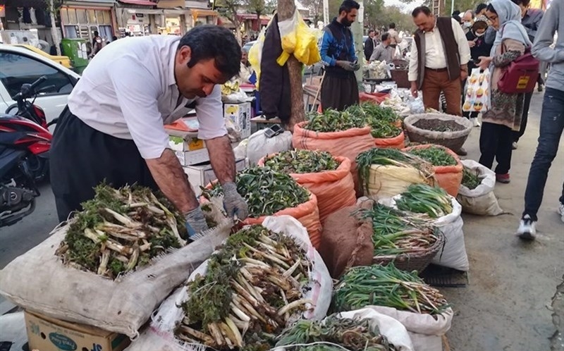 زنگ-خطر-نابودی-گونههای-گیاهان-دارویی-در-ابهر