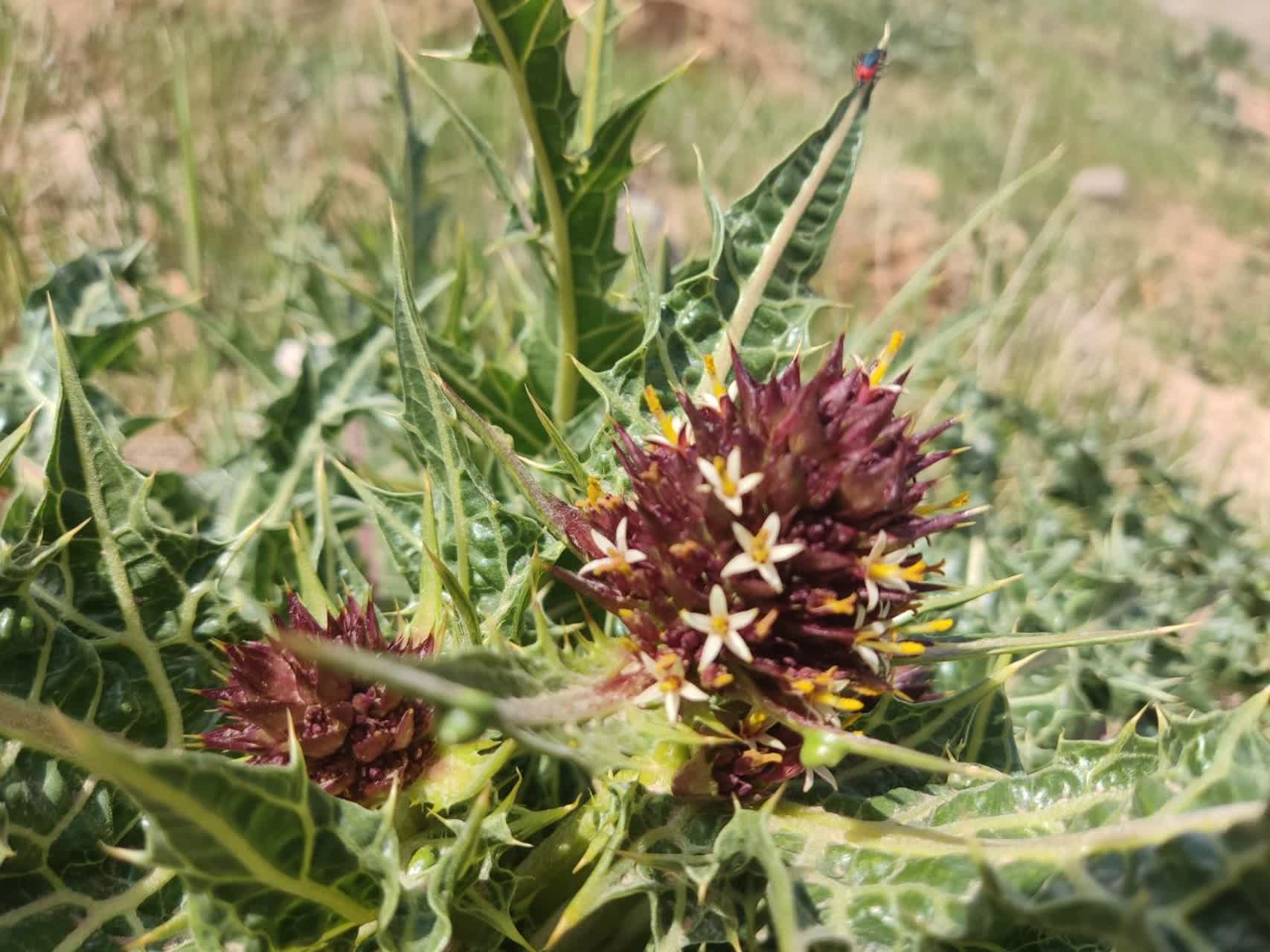 طبیعت-زیبای-روستای-قلی-کندی-زنجان+-تصاویر