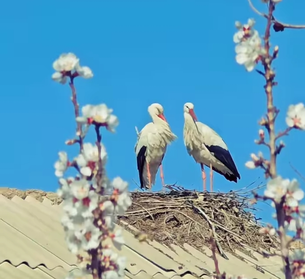 بهار-نتیجه-صبوری-زمستان-است+تصویر