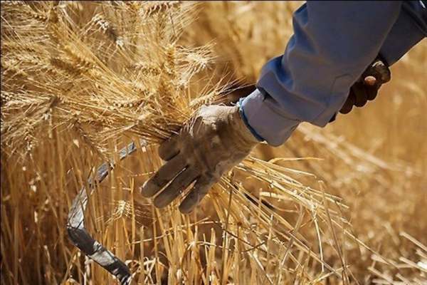 پیشبینی-خرید-تضمینی-۳۵-هزار-تن-گندم-در-ابهر