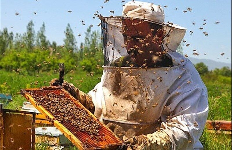 تولید-۴۲-تن-عسل-در-زنبورستانهای-ابهر