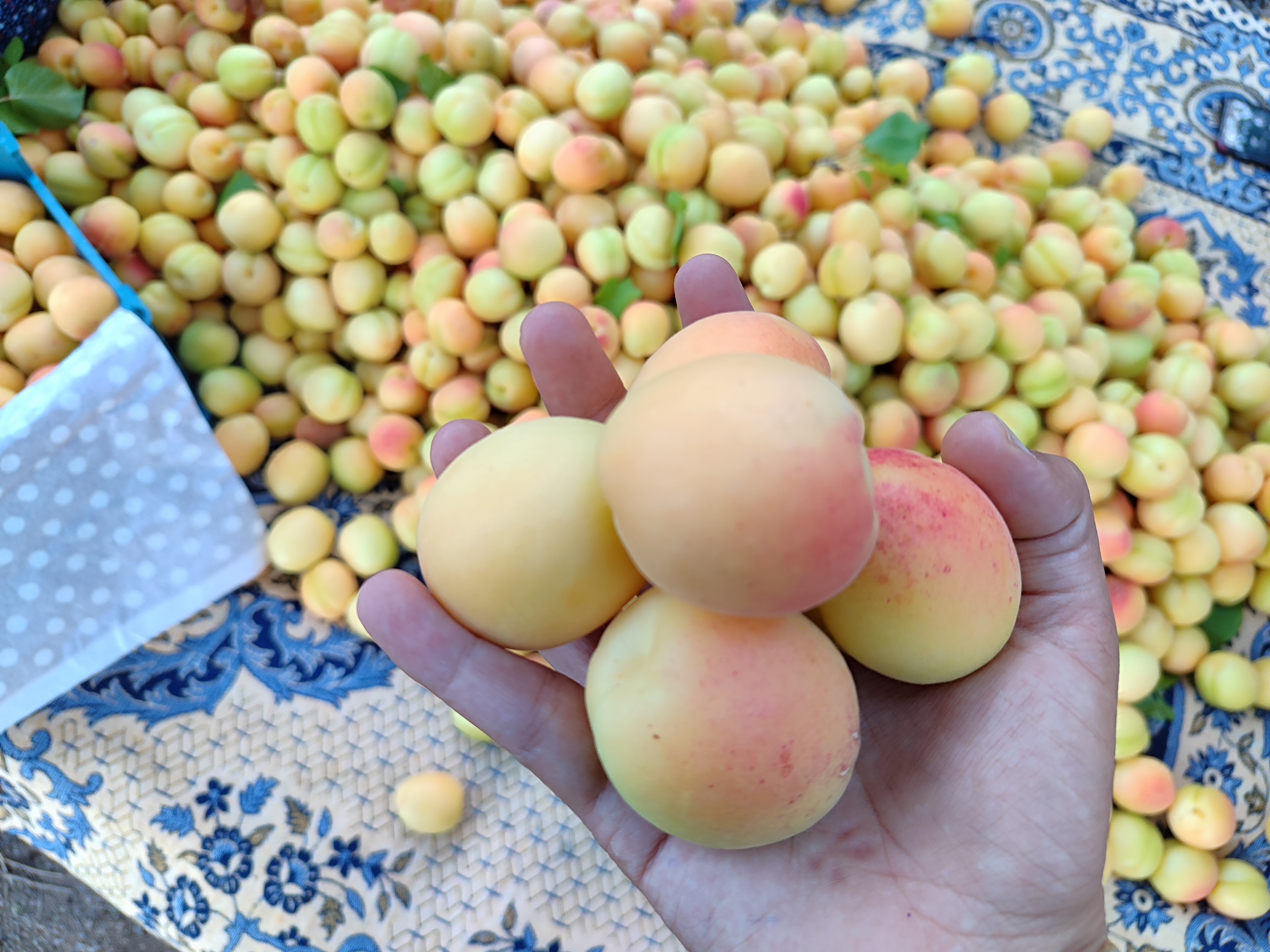 آغاز-برداشت-زردآلوی-نوبرانه-ماهنشان