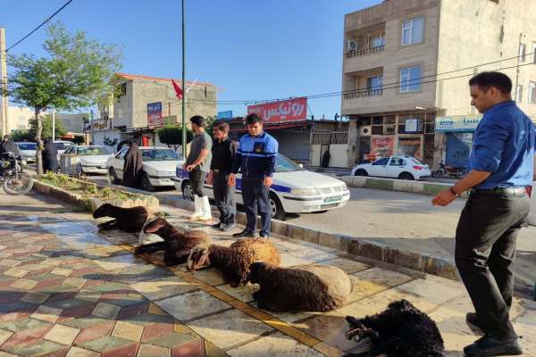 ذبح-۲۸-راس-گوسفند-در-عید-قربان