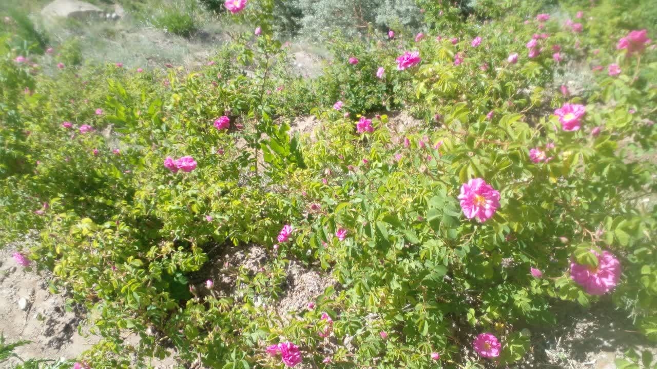 کشت-گیاهان-دارویی-در-اراضی-ماهنشان