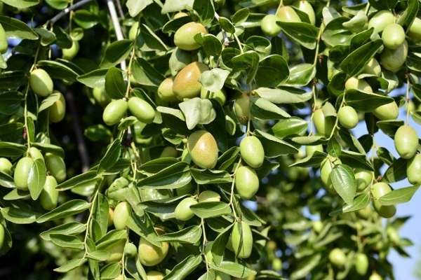پیشبینی-افزايش-۲۰۰-درصدی-تولید-زیتون-در-کشور-