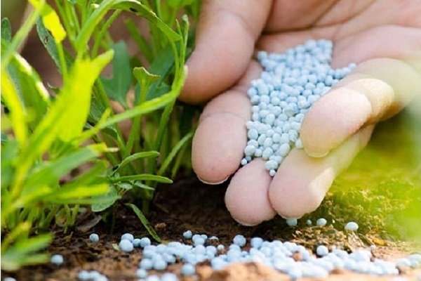 توزیع-کود-یارانهدار-در-ابهر