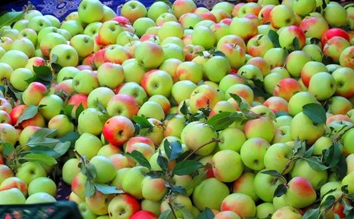برداشت-۳۰۰۰-تن-سیبگلاب-در-ماهنشان