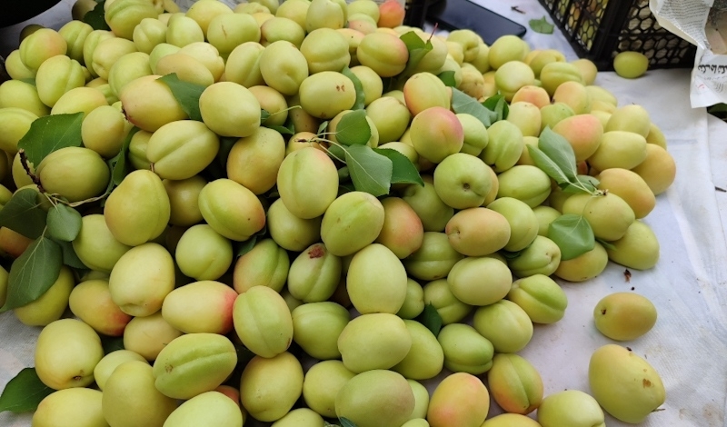 شهر-زردآلوهای-طلایی-در-انتظار-برگزاری-جشنواره