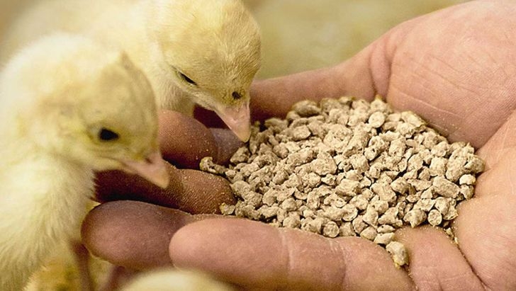 افتتاح-واحد-تولید-خوراک-دام-در-سلطانیه