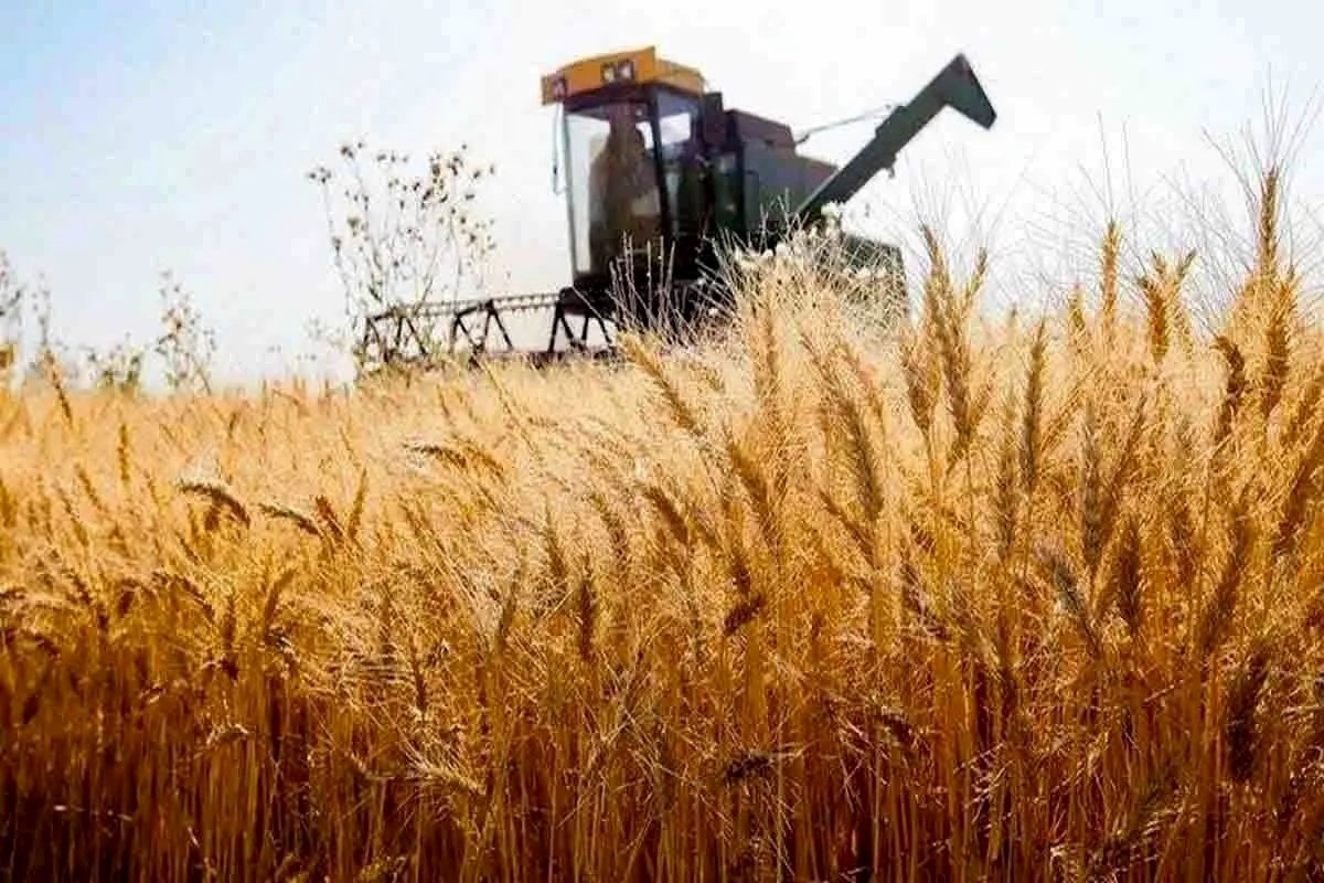 -افزایش-۲۰-درصدی-خرید-گندم-در-خدابنده