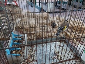 دستگیری-صیادان-سهره-در-ماهنشان
