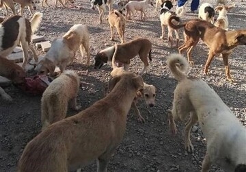 انفجار-جمعیتی-سگهای-بلاصاحب-در-زنجان