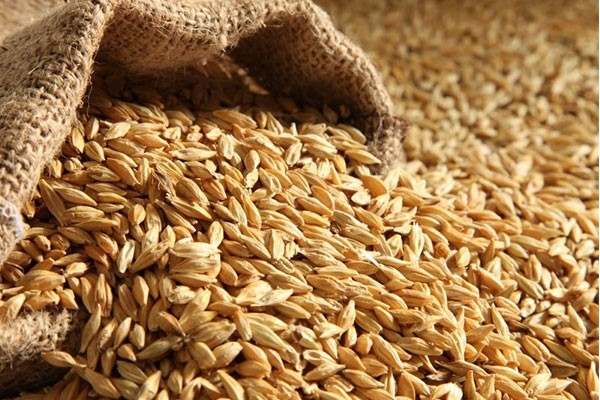 پرداخت-۹۱۶-میلیارد-تومانی-مطالبات-گندمکاران-زنجانی