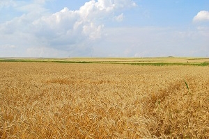 برگزاری-سنت-شکرگزاری-برداشت-گندم-در-انگوران