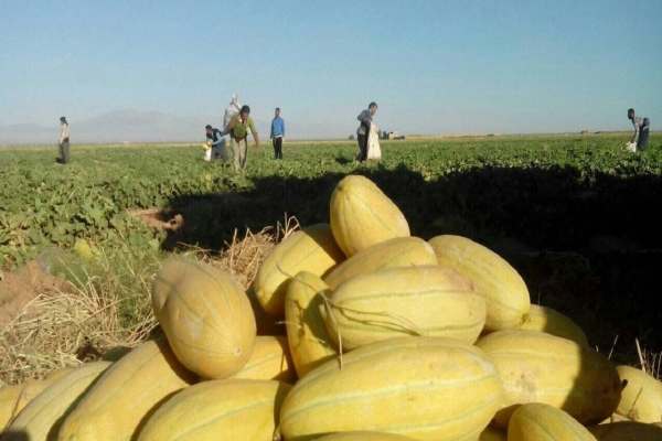 محیطزیست-حریف-خربزهکاران-متخلف-ماهنشانی-نمیشود