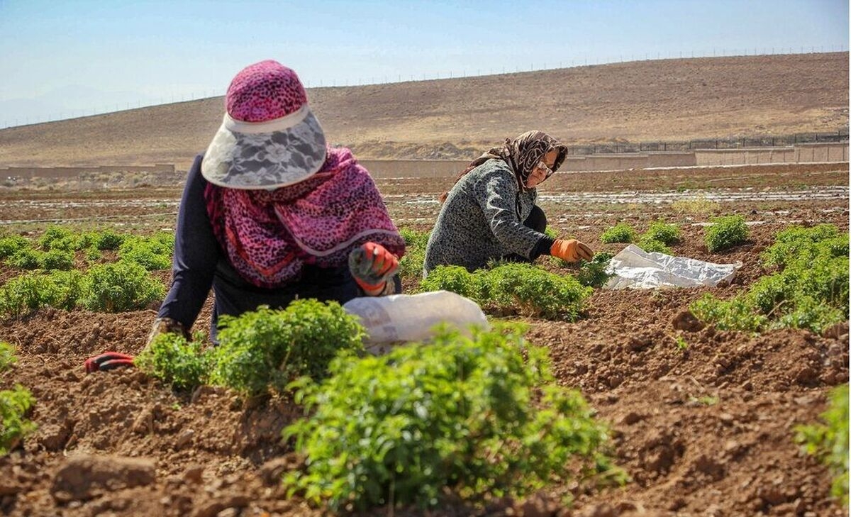 پایش-شرکتهای-تعاونی-روستایی-در-خدابنده