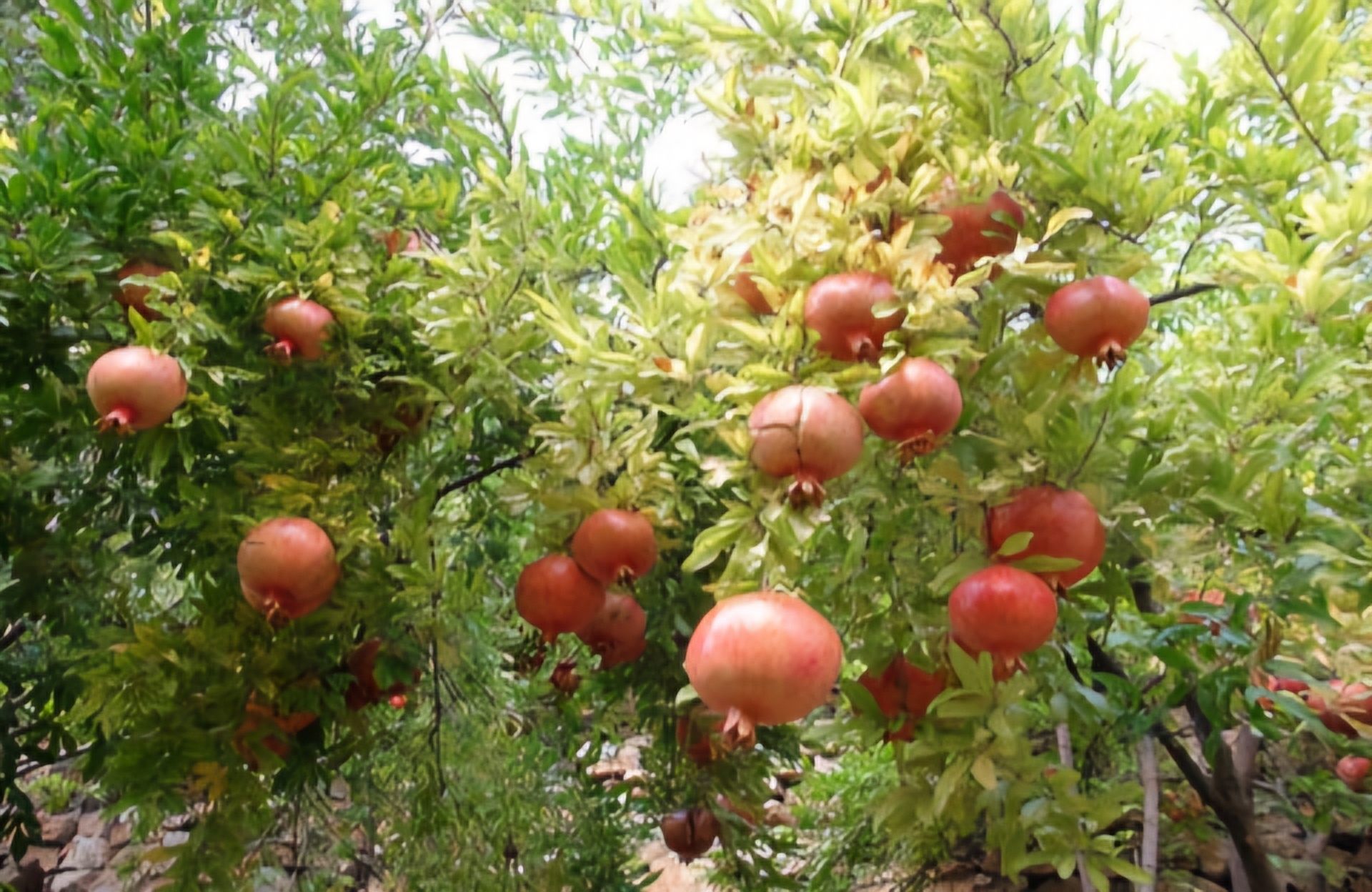 فراوردهای-از-جنس-یاقوت-سرخ-طارم-