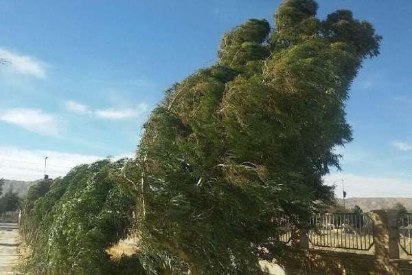 وزش-باد-شدید-زنجان-را-فرا-میگیرد-