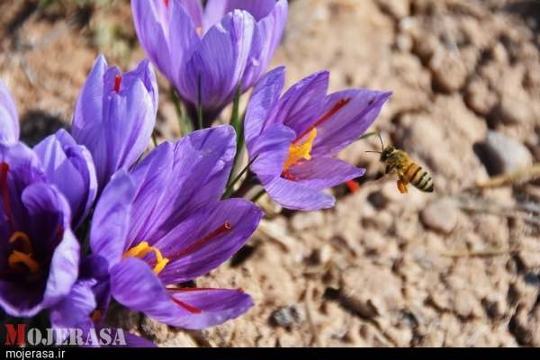 کشاورزان-زنجانی-از-خاک،-طلا-برداشت-میکنند