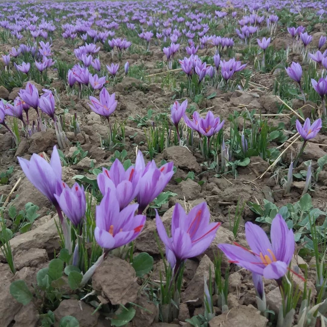 طلای-سرخ-محصول-سودآور-در-ابهر