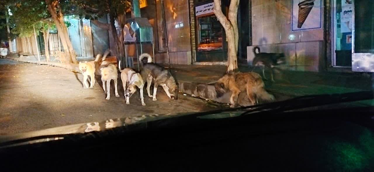 معضل-بهداشتی-سگهای-ولگرد-در-طارم-