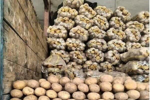 اجرای-طرح-ذخیرهسازی-سیبزمینی-در-خدابنده