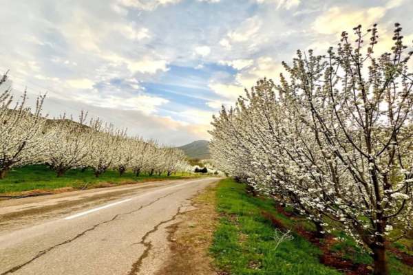 شکوفههای-گیلاس-تا-دشتهای-لالهگون-طارم